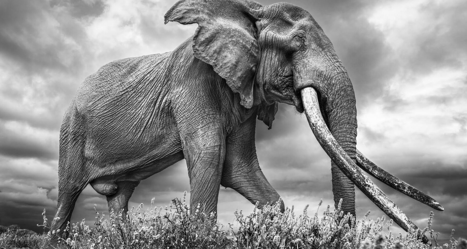 A black-and-white photo by Johan Siggesson of a giant big tusker elephant