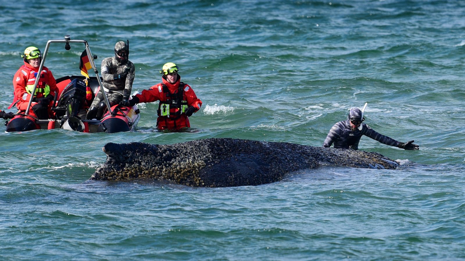 Whale freed by rescuers after days stranded on Baltic coast | World News