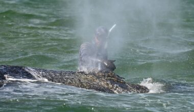 Watch live: Rescuers in Germany work to free humpback whale stranded in Baltic Sea | World News