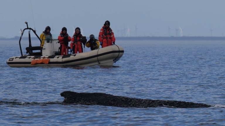 Humpback whale swims in Baltic Sea accompanied by inflatable boats. Pic: AP