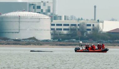 The whale as become stranded again. Pic: AP