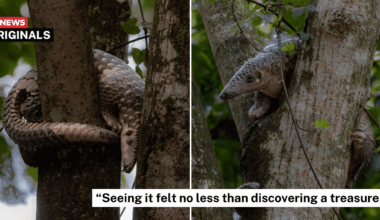 S'pore photographer rushes over in Grab to see endangered pangolin sleeping in tree