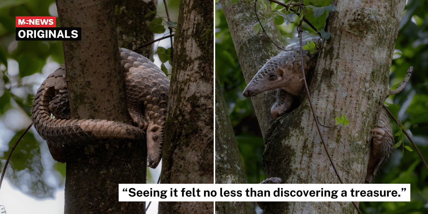 S'pore photographer rushes over in Grab to see endangered pangolin sleeping in tree