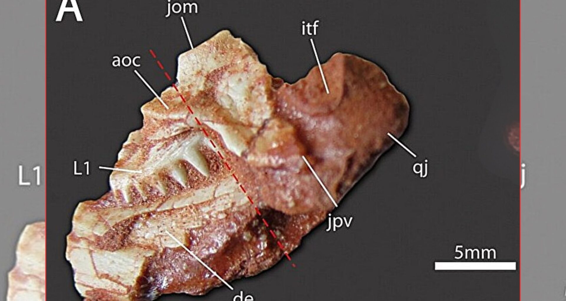 Smallest rhynchosaur fossil ever seen changes what we knew