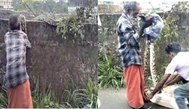Panic on Kakkanad road as giant 10-foot Python appears; Elderly man grabs tail, sacks it | WATCH