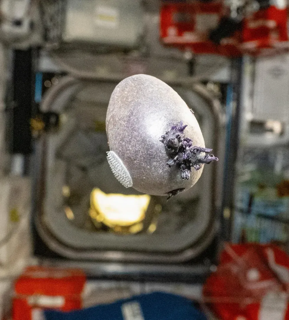 Space potato