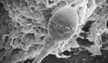 Lost in space: Microgravity makes sperm lose their sense of direction