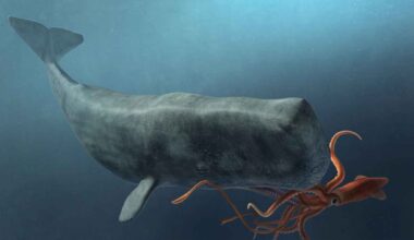 Illustration of a sperm whale confronting a giant squid underwater, showing the deep-sea predator-prey struggle studied by scientists.