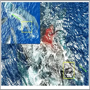 Newborn sperm whale taking its first breath of air (bottom right highlighted by yellow box) while swimming to mother’s head taken at 11:47 [00:01:15]. Note blood from birth still visible at the center of the image. Credit: Scientific Reports