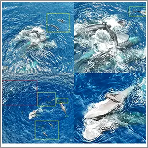 The newborn sperm whale was lifted out of water, while short-finned pilot whales were within one adult body length (yellow boxes); and a school of Fraser’s dolphins were present farther outside of the pilot whales (in the top left of the image, red box). Credit: Scientific Reports