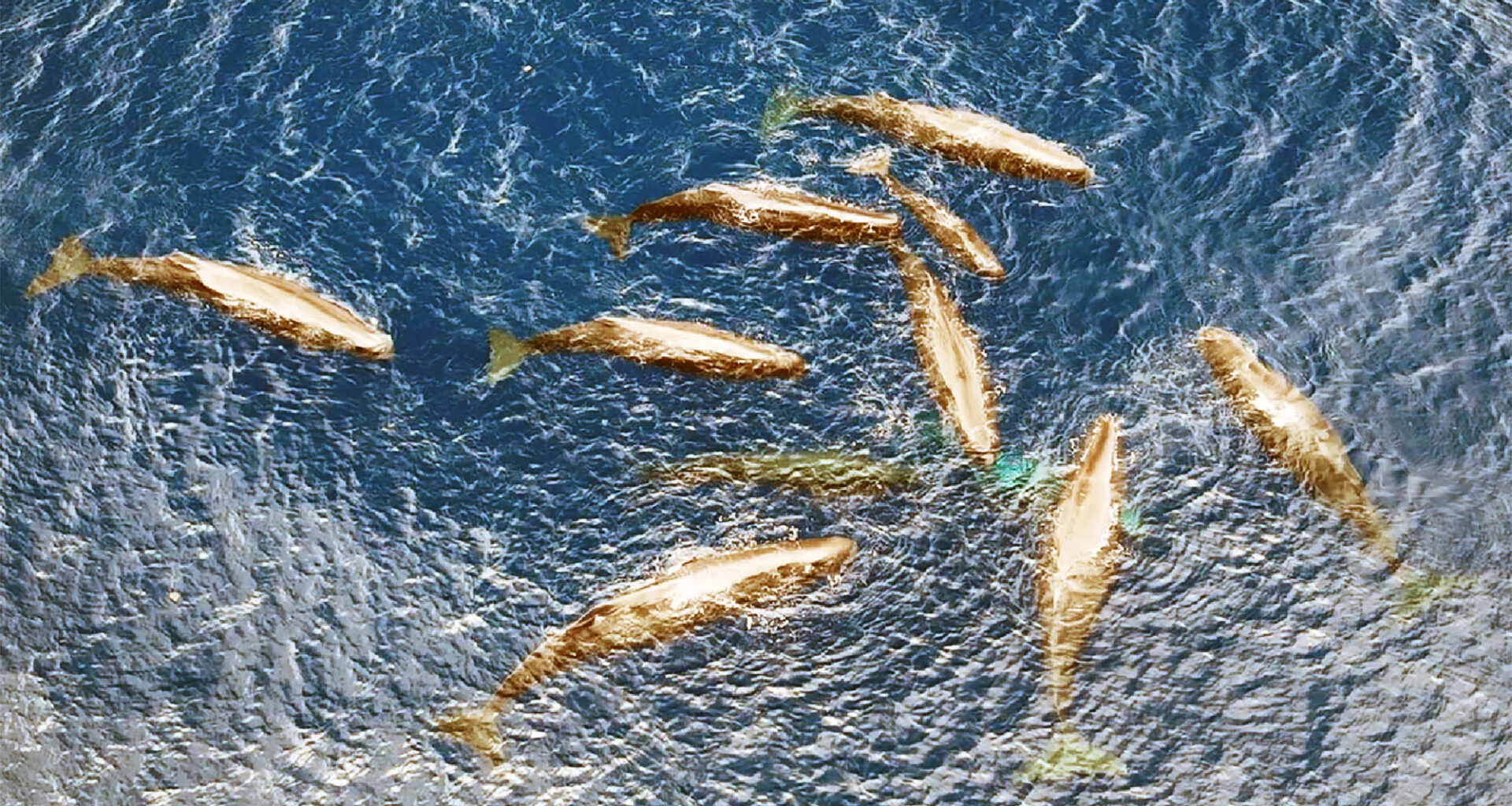 Sperm whale birth, seen for the first time, shows it's a group effort