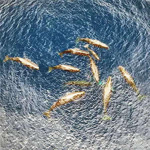 Pre-birth gathering of the sperm whales of Unit A. Credit: Scientific Reports