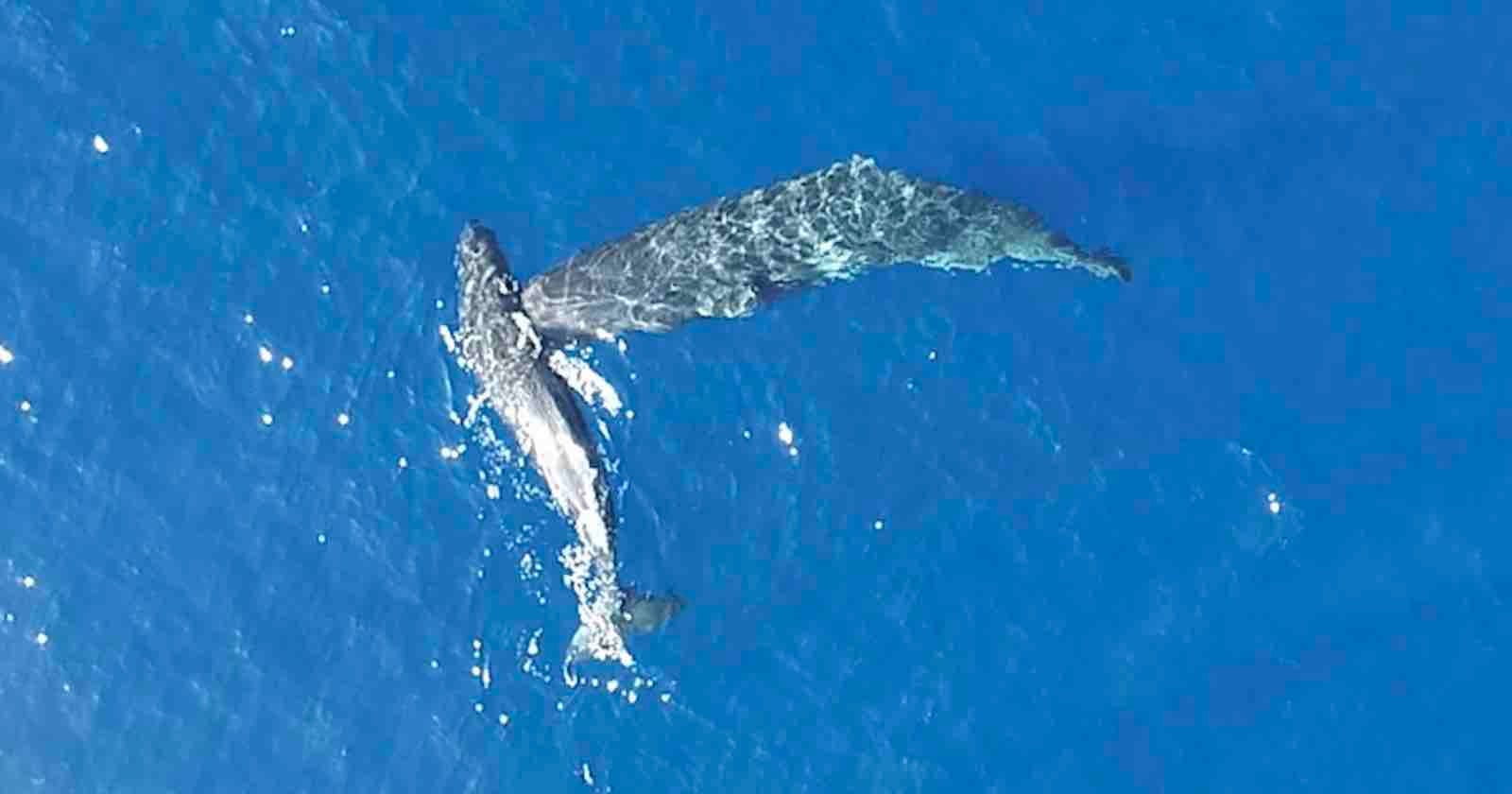 Aerial view of a humpback whale swimming next to its calf in clear blue ocean water.