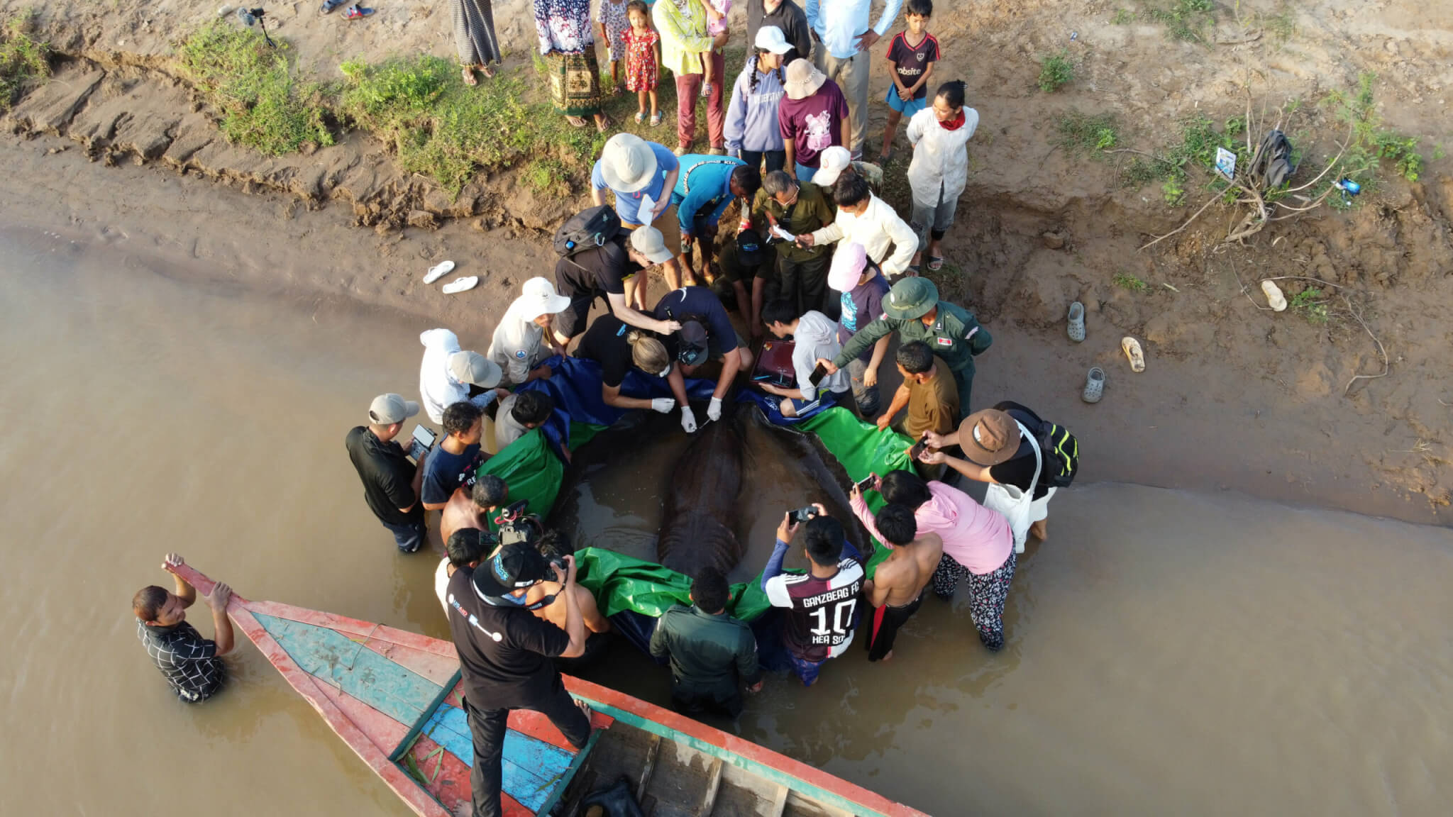 World's largest stingray