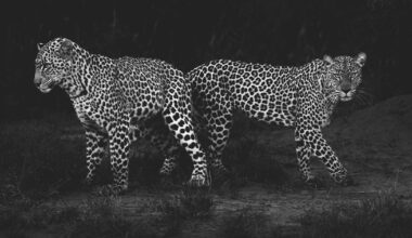 Photographer Shares 50 Breathtaking Wildlife Photos With Behind-The-Scenes Insights