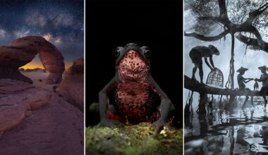 A collage of three photos: a natural rock arch under a starry sky, a close-up of a frog with a red and black belly, and three people in hats working near water with mist and trees in the background.