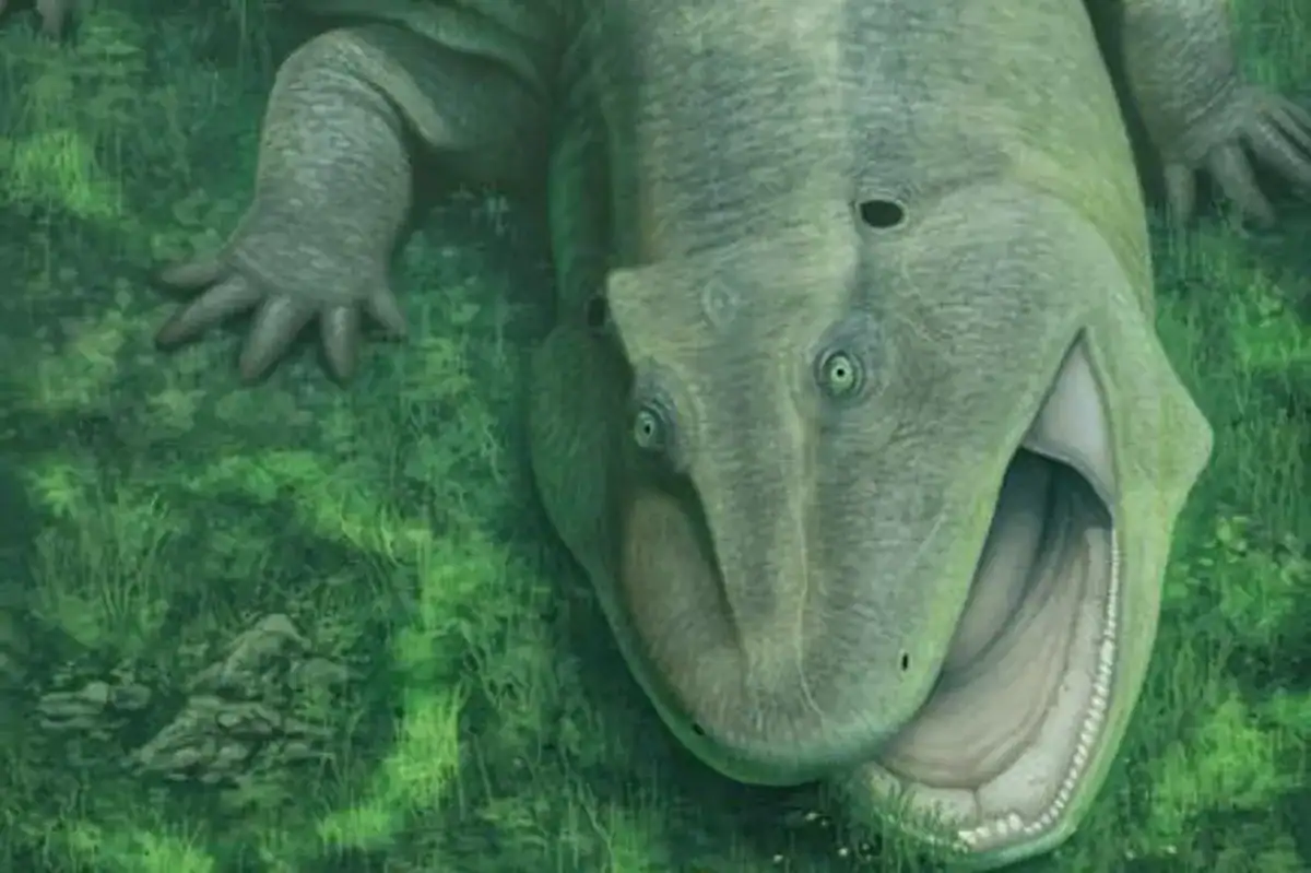 A Twisted Fossil Jaw Reveals a Strange 275-Million-Year-Old Animal