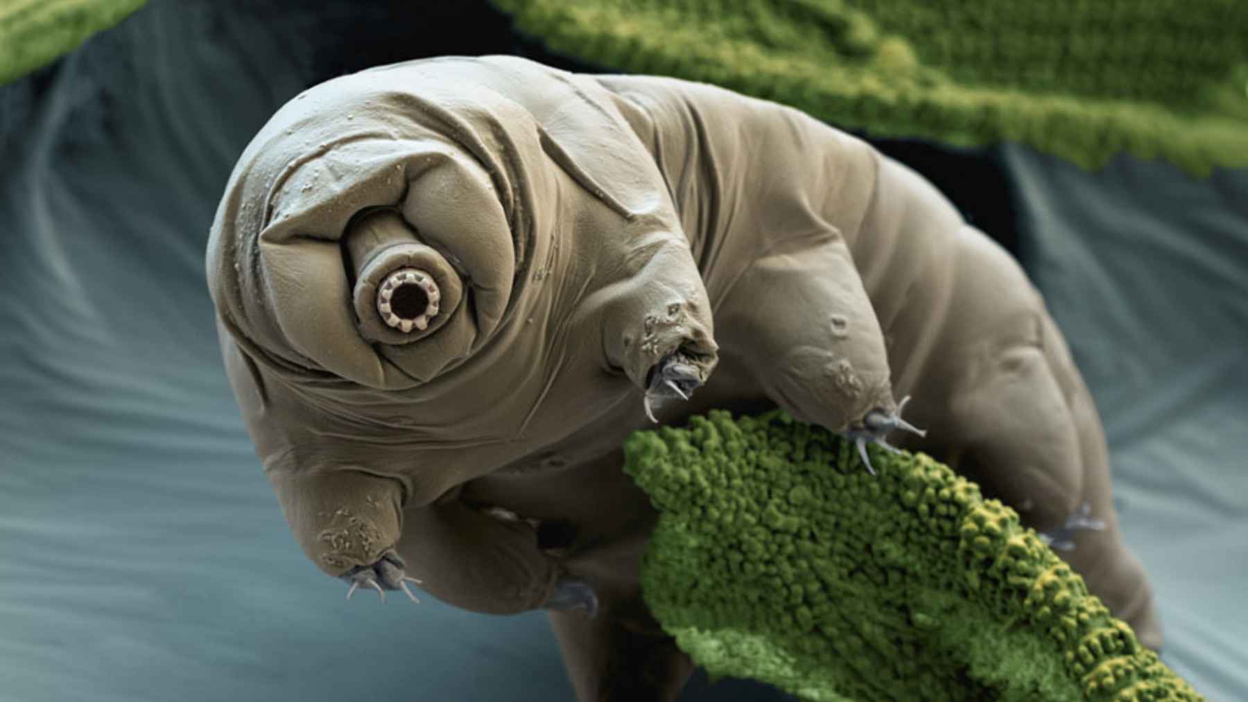 Microscopic tardigrade known as a water bear crawling on moss, one of the most resilient animals on Earth