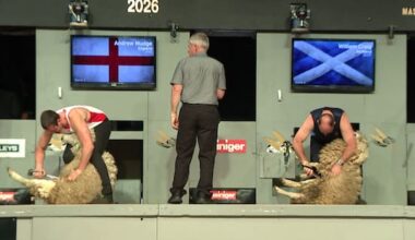 Hundreds flock to 'Wimbledon of shearing' comp in Masterton