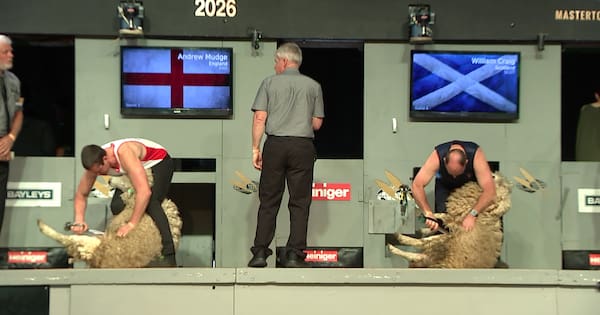 Hundreds flock to 'Wimbledon of shearing' comp in Masterton