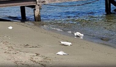 DOC appealing for information about poisoned protected gulls