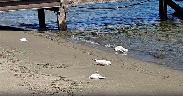 DOC appealing for information about poisoned protected gulls