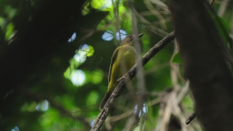 The rare Tongan Whistler or Hengahenga. 