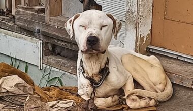 Dog with chain embedded in neck euthanised