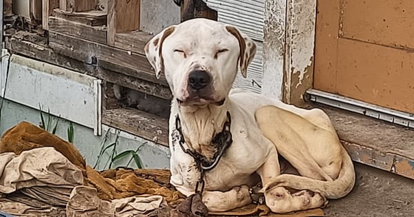 Dog with chain embedded in neck euthanised