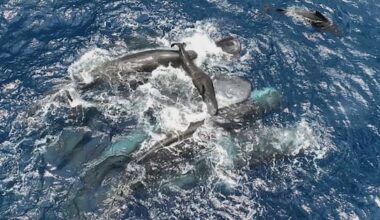Sperm whales worked together during a birth to protect the calf