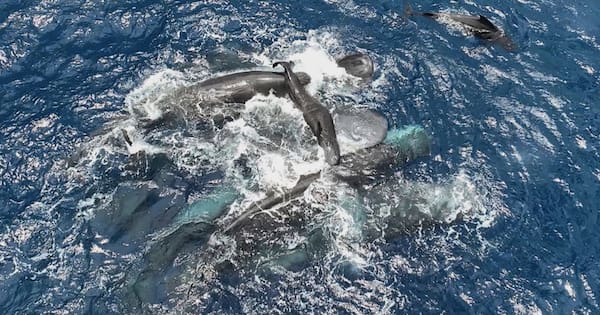Sperm whales worked together during a birth to protect the calf