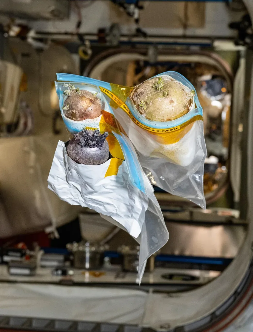 Three potatoes hovering on the ISS