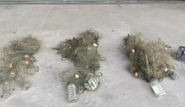 Car battery and decoy duck used in illegal set nets – Fisheries NZ