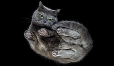 Scientists Discover a New Twist in Why Falling Cats Land on Their Feet : ScienceAlert