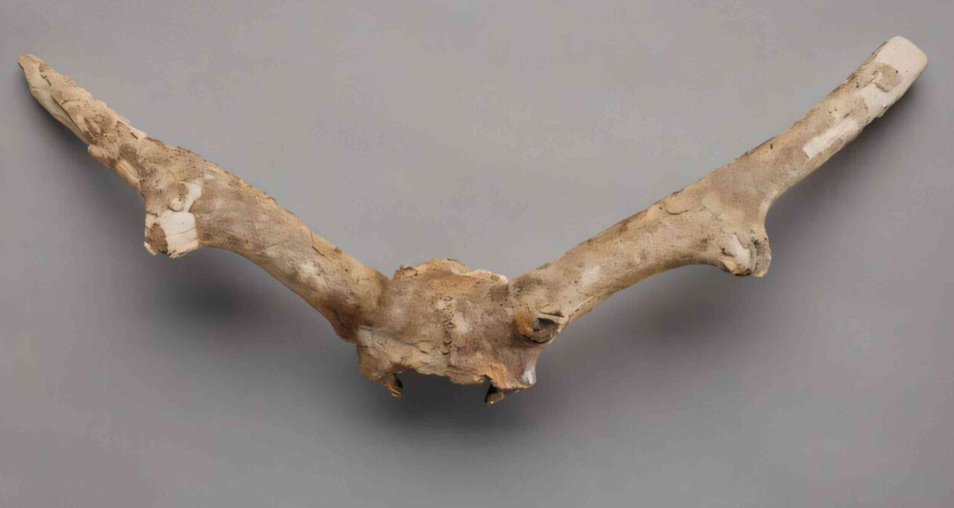 Toronto subway fossil mystery solved after 50 years