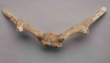 Toronto subway fossil mystery solved after 50 years