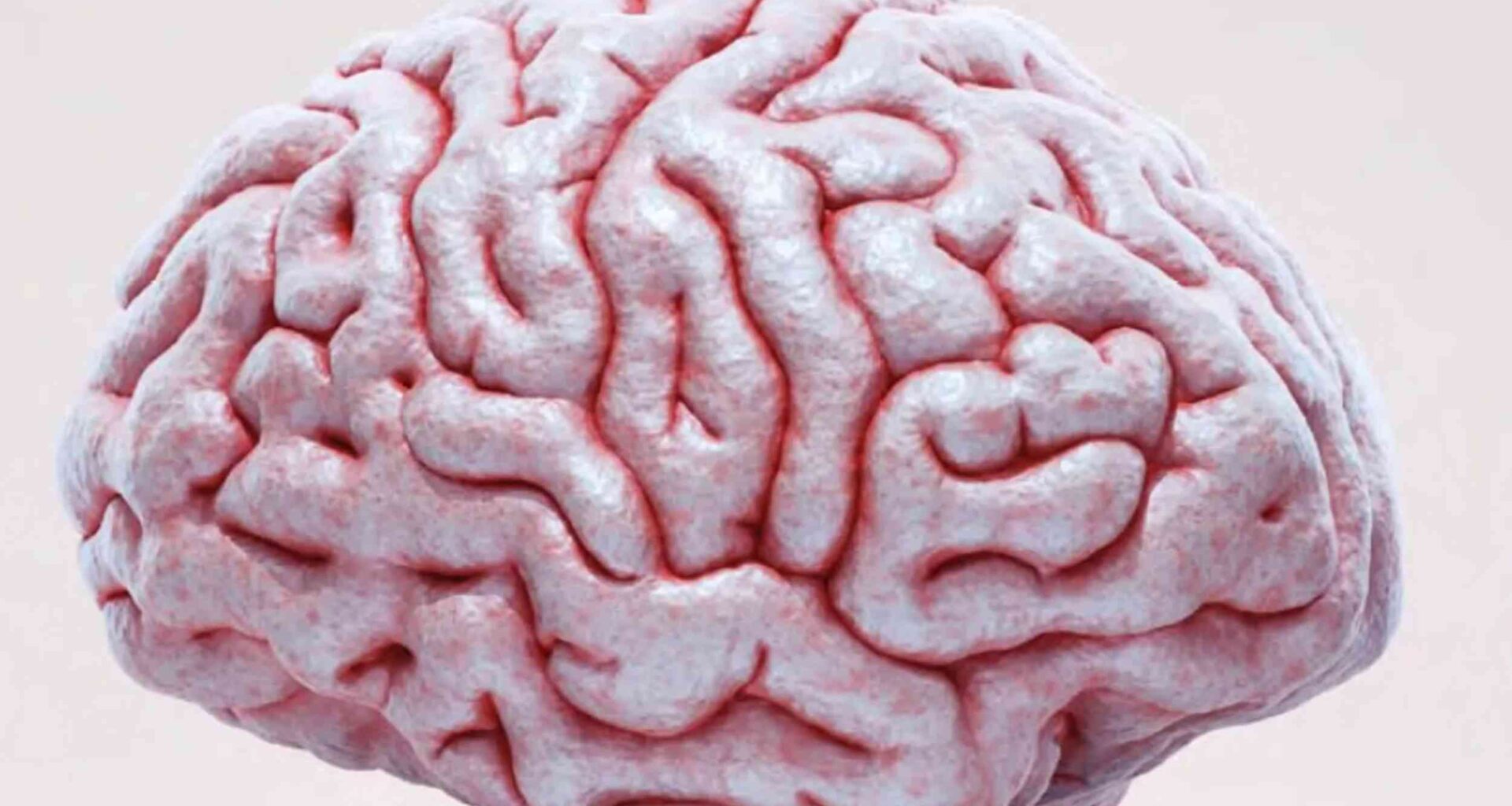 Scientists make living brain tissue temporarily transparent