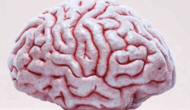 Scientists make living brain tissue temporarily transparent