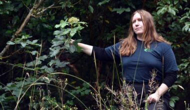 Work to get rid of of invasive sycamore continues