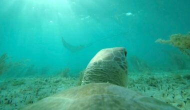 See the Ocean From a Sea Turtle's Perspective