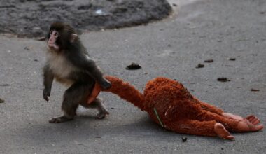 TikTok loves the Japanese baby monkey Punch. Will he be okay? : Short Wave : NPR