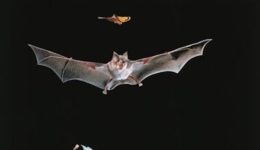 Vaccinating bats could be good for people. But how would you do it? : NPR