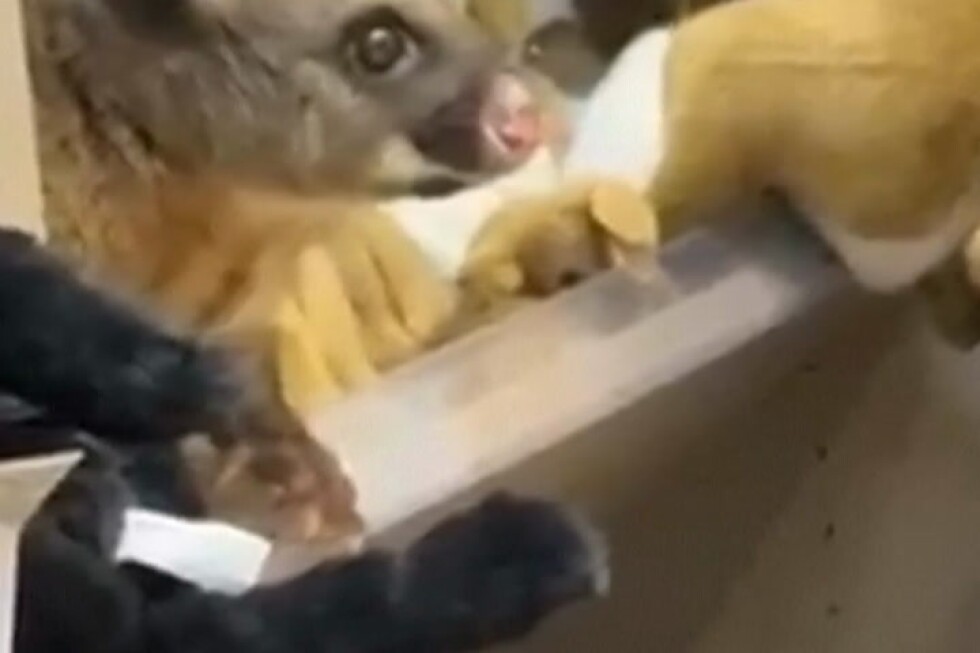 A real possum appears among plush toy animals in Australian gift shop - AP News