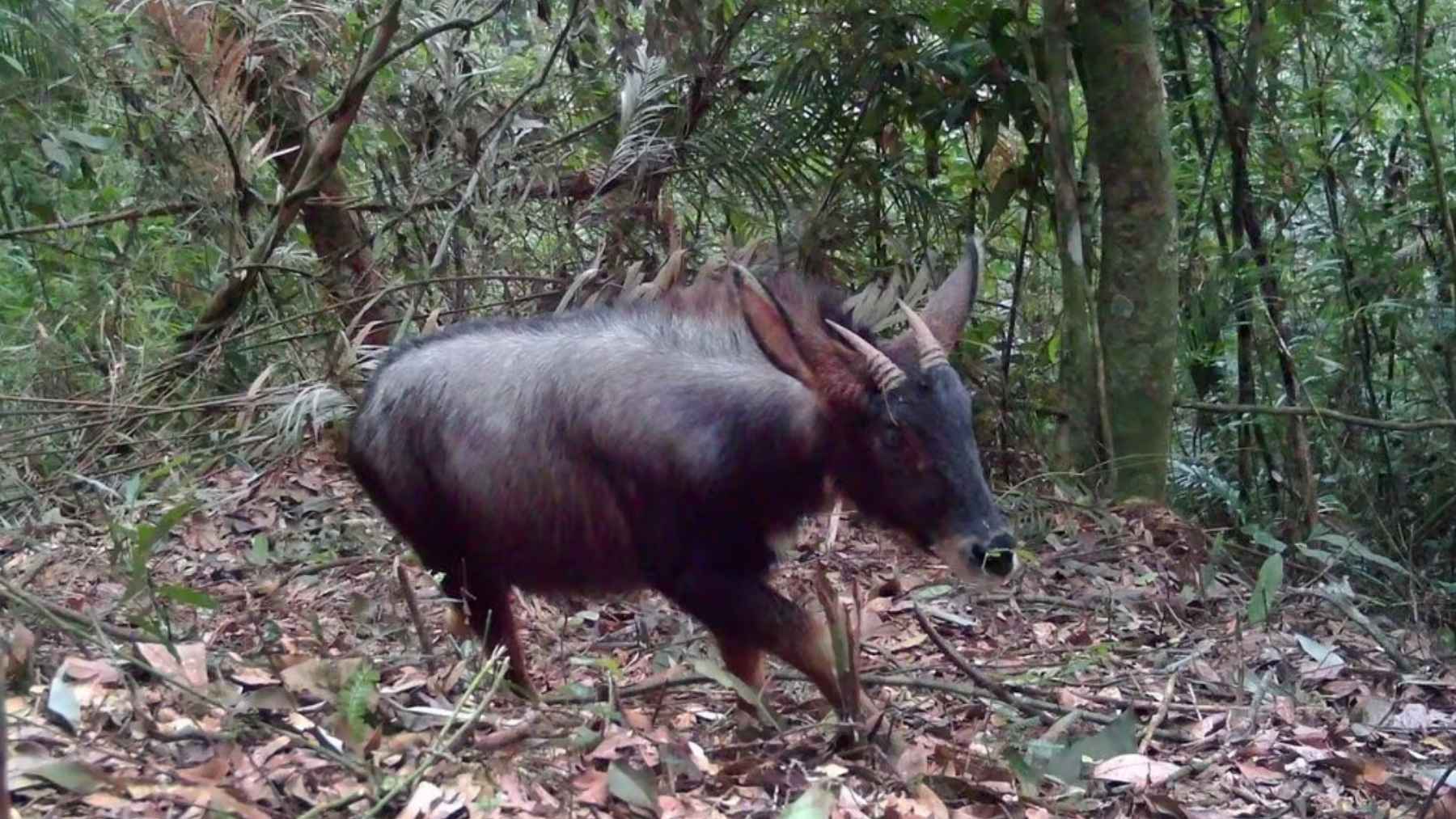Camera trap photo of a wild gaur (wild cattle) walking through dense forest in Virachey National Park, Cambodia.