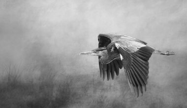 The photographer's plan wasn't to capture a heron – but now her image is in the running for top photo prize