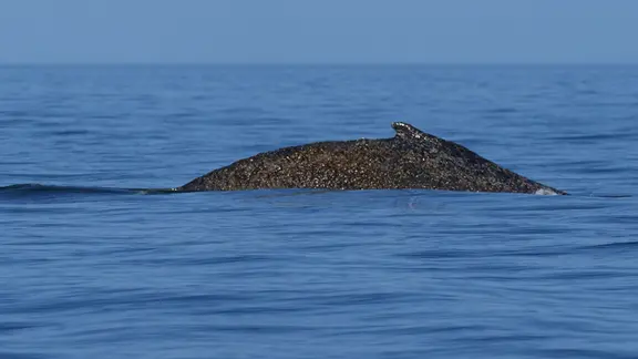 Die Rückenflosse eines Buckelwals