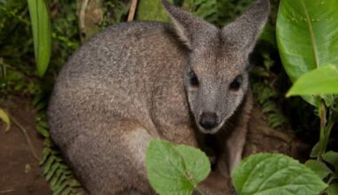 Dead wallaby prompts warning against pests as pets