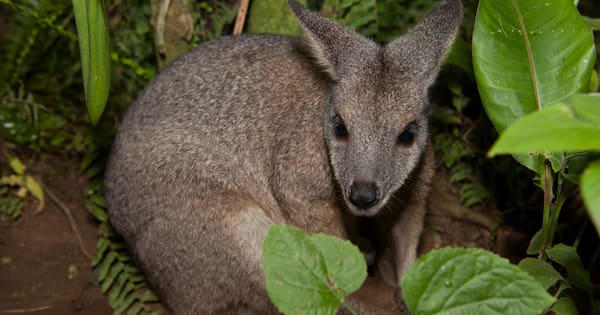 Dead wallaby prompts warning against pests as pets