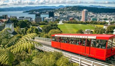 Wellington receives funding boost for Predator Free 2050