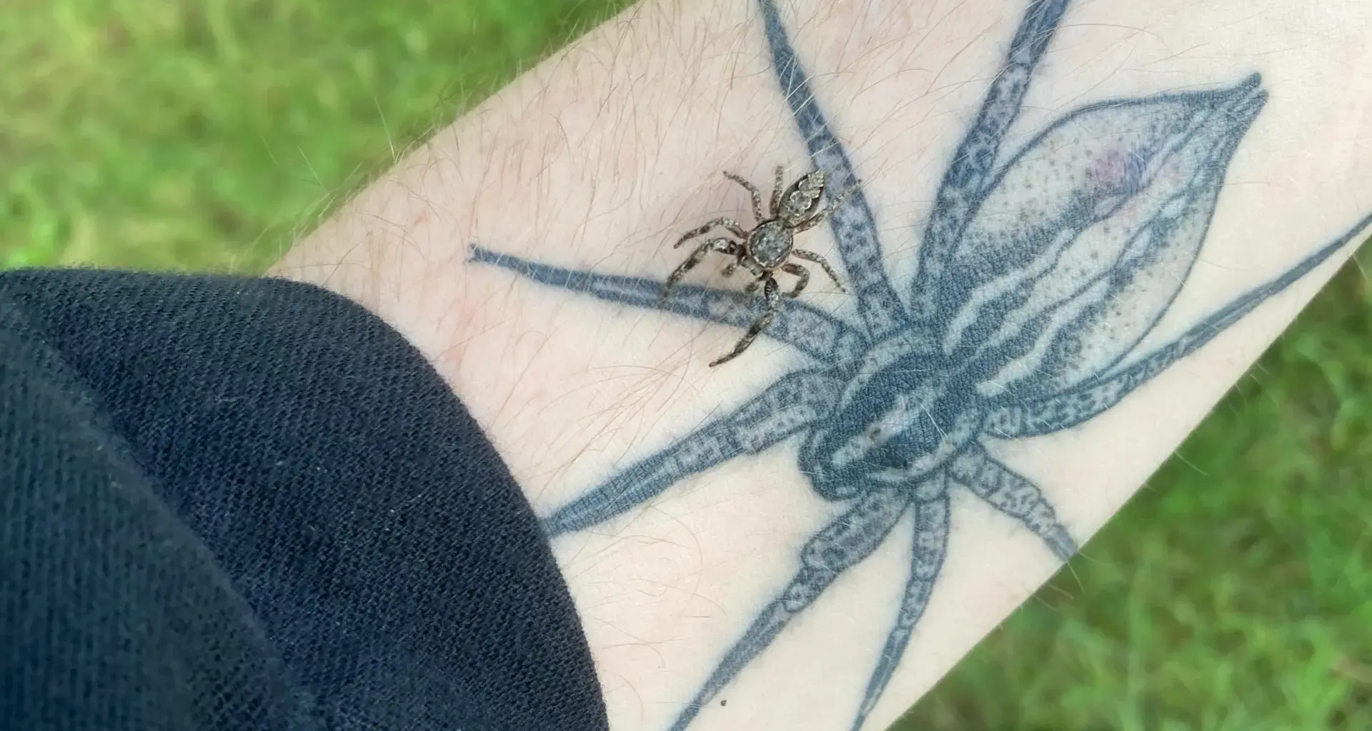 Scared of spiders? Scientists say the real nightmare is losing them